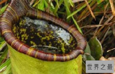 ​巨型猪笼草在维多利亚山区被发现，一口吞下整个老鼠