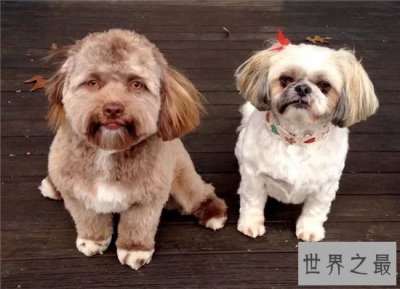 ​人面犬多次真实出现，看起来变异又惊悚恐怖