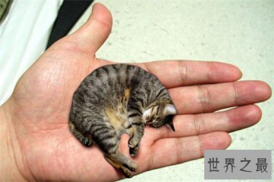 ​世界上最小的猫皮堡斯，不少网友称呼它为茶杯猫