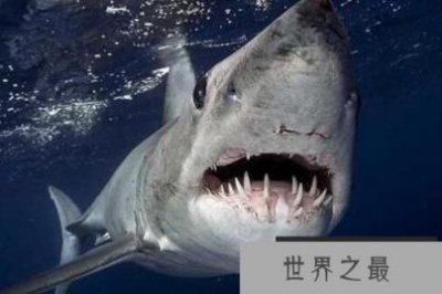 ​世界上速度最快的鲨鱼，灰鲭鲨