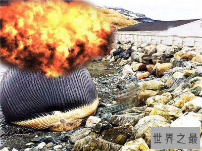​巨头鲸爆炸毫无预兆，居然在死后尸体自然爆炸