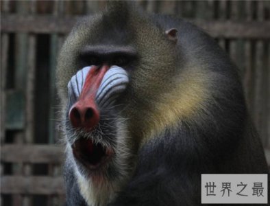 ​世界上最大的猴子，山魈身高竟高达70厘米！