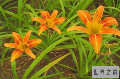 ​最吉祥的花排行榜：兰花上榜，它象征着富贵