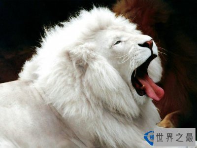 ​盘点世界上十大非常罕见的白化动物 你见过吗？