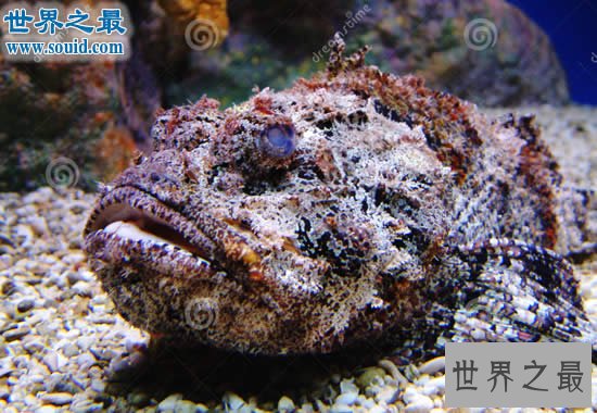 世界上最毒的动物排名，箭毒蛙瞬间杀死1.5万人