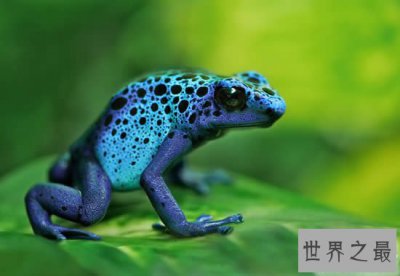 ​世界上最毒的动物排名，箭毒蛙瞬间杀死1.5万人