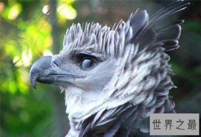 ​世界最大雕，鸟中霸王只要是肉都吃！