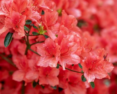 ​杜鹃什么时候开花？冬天的时候，应该怎么养护