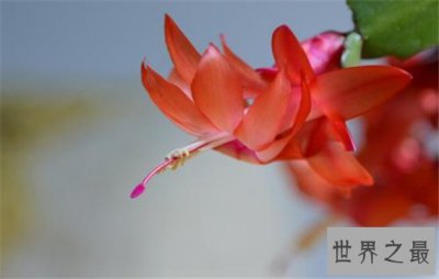 ​假昙花和仙人指长得很像，可以开出很多颜色的花朵