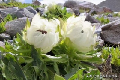 ​雪莲花治什么病 每日一中药——雪莲花 无需炮制，生用即可