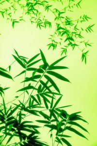 ​一枝一叶总关情全诗赏析（每天一首好诗词清·郑板桥——《墨竹图题诗》）