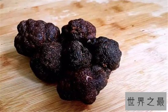 松露是什么 有人表示闻起来像是精液的味道