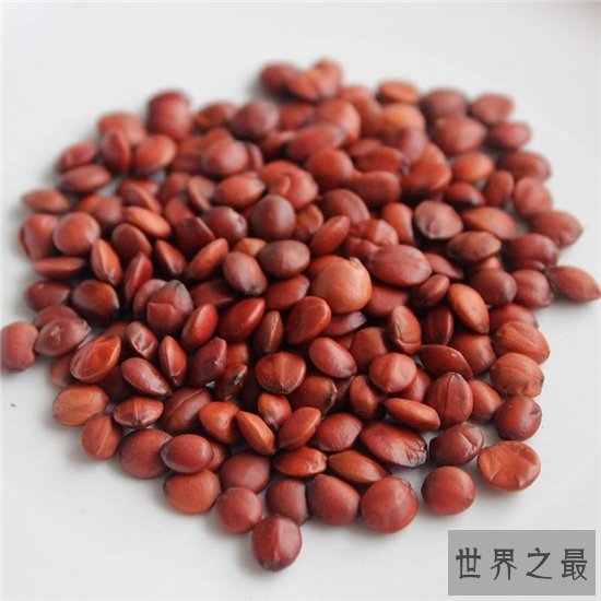 酸枣仁的副作用，易过敏体质的人最好不要吃