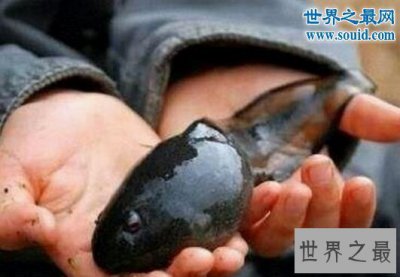 ​世界上最大的蝌蚪，长0.25米的不合理蛙(比青蛙还大)