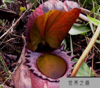 ​食人树真的会吃人吗?世界上最大的食人树