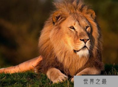 ​世界最厉害的动物排名，第一是平头哥