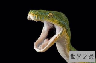 ​梦见蛇，要是你梦见的不是白素贞，应该都是虚惊一场