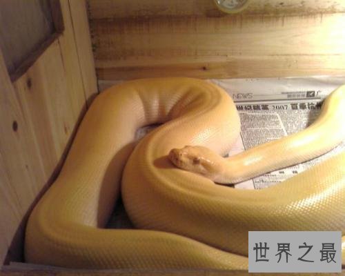 梦见蛇，要是你梦见的不是白素贞，应该都是虚惊一场