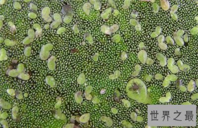 ​世界最小花，密集恐惧症慎入！