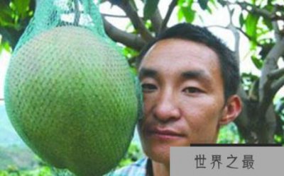 ​最大的芒果有多大?世界上最大的芒果