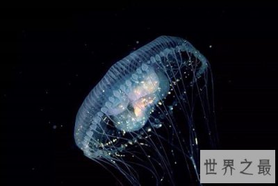 ​寿命最长的动物，为你揭秘灯塔水母的永生秘密！