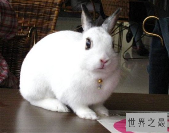 侏儒海棠兔个性活泼可爱，适合与小朋友生活饲养