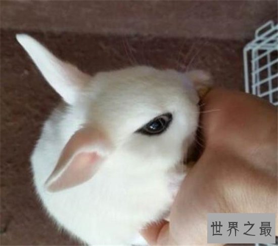 侏儒海棠兔个性活泼可爱，适合与小朋友生活饲养