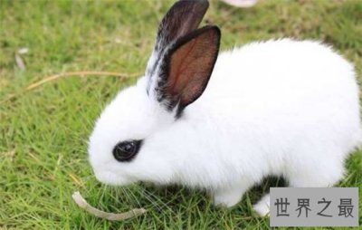 ​侏儒海棠兔个性活泼可爱，适合与小朋友生活饲养