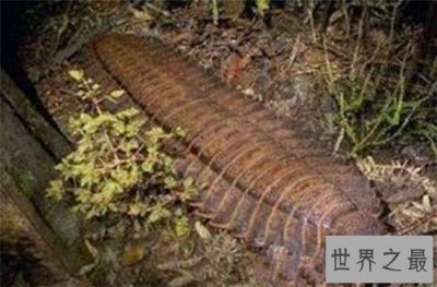 ​巨型马陆是珍稀物种，史前巨虫如今已销声匿迹