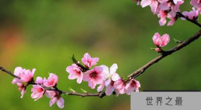 ​世界上最迷恋的桃花是看不够的