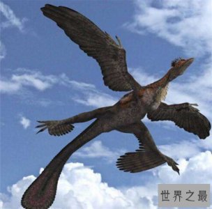 ​四翼鸟飞行时只用两个翅膀，曾在长白山被发现