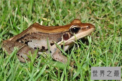 ​沼水蛙是国家三级保护动物，肉质鲜美导致数量减少