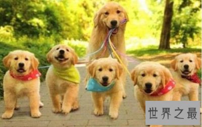 ​金毛寻回犬，世界上最会游泳的犬种！