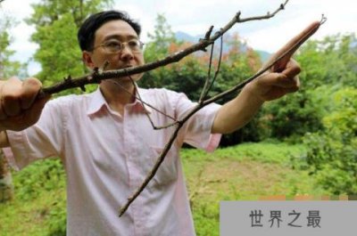 ​盘点世界上最大的昆虫，最大昆虫竹节虫长达0