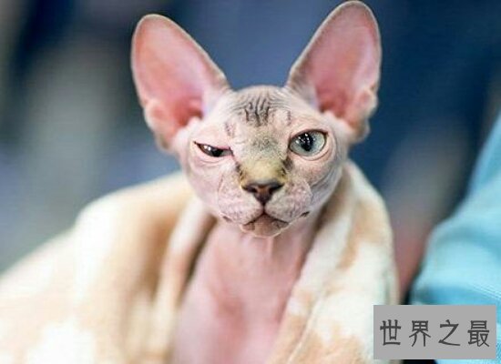 盘点世界上最珍贵的猫的品种  加拿大无毛猫天然萌最珍贵