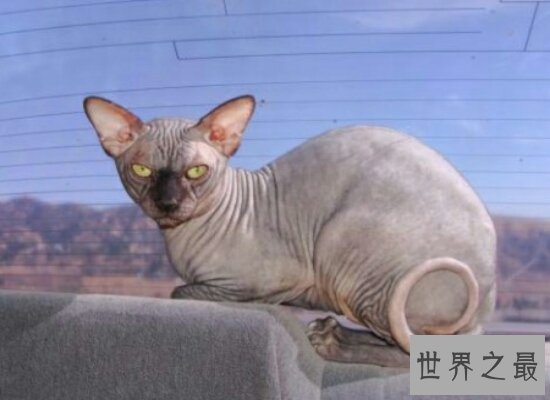 盘点世界上最珍贵的猫的品种  加拿大无毛猫天然萌最珍贵