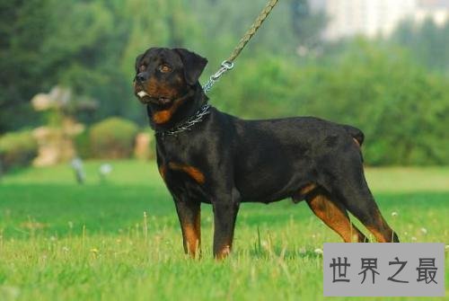 盘点世界大型犬排名