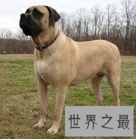 盘点世界大型犬排名