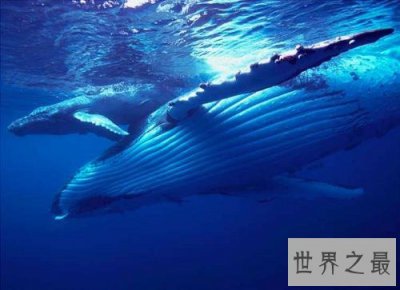 ​蓝鲸图片，世界上最大的鲸，据说他的舌头上可以供50个人站立