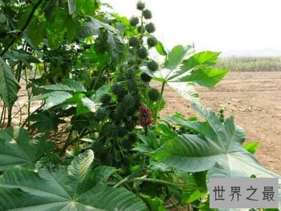 盘点世界十大危险植物 坏女人花分泌腐蚀性液体（太毒了）