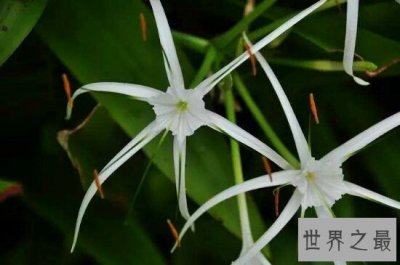 ​盘点世界十大危险植物 坏女人花分泌腐蚀性液体（太毒了）
