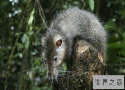 ​盘点世界上最大的老鼠 体长1米左右 猫见了它都浑身瑟瑟发抖