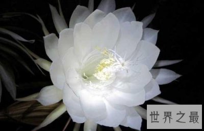 ​这世界上十朵最美丽的花 朵朵惊艳你的眼帘