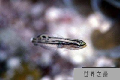 ​盘点世界上最小的鱼，胖婴鱼体长仅7毫米