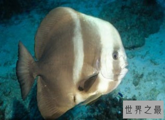 盘点世界上最奇怪的动物 他们竟有自己的“超能力”