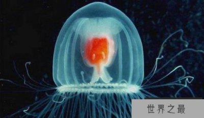 ​盘点世界上最长寿的动物，巨龟只能排第五