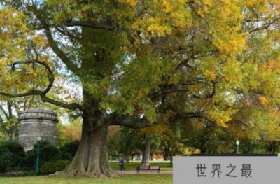 ​盘点世界十大国树，枫树上榜，第一诞生了世界最古老的古生物