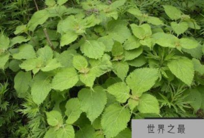 ​防癌抗癌的植物有哪些？世界十大抗癌植物