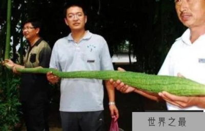 ​世界上最长的丝瓜 来自于中国(4.05米超长丝瓜)