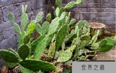​仙人掌有毒吗，仙人掌的刺有毒吗？